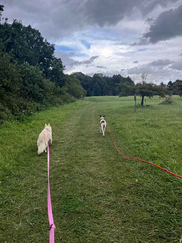stella berger blanc suisse à adopter au refuge sos animaux 78 au Chesnay près de versailles
